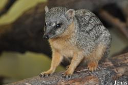 Durrell Wildlife Conservation Trust