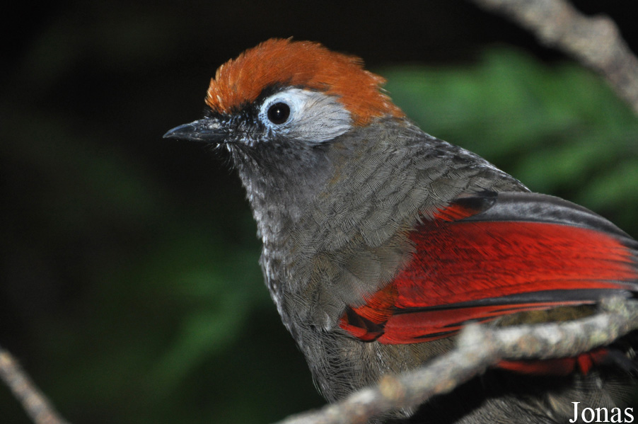 Durrell Wildlife Conservation Trust