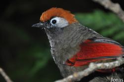 Trochalopteron milnei