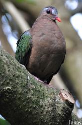 Durrell Wildlife Conservation Trust