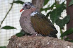 Durrell Wildlife Conservation Trust