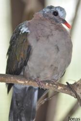 Durrell Wildlife Conservation Trust