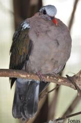 Durrell Wildlife Conservation Trust