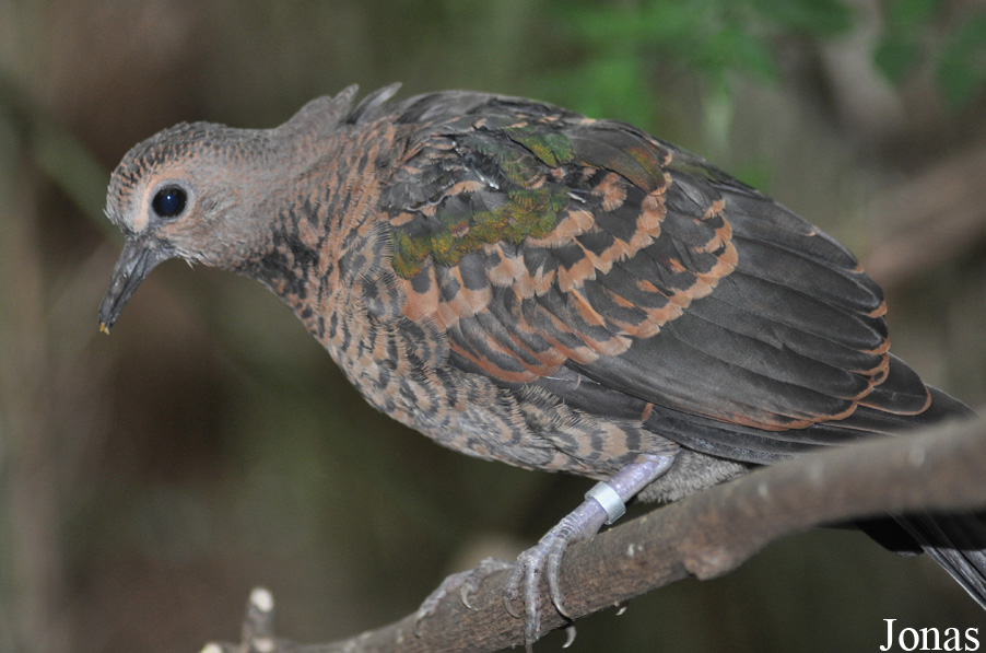Durrell Wildlife Conservation Trust