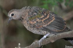 Durrell Wildlife Conservation Trust