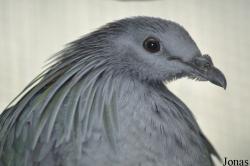 Durrell Wildlife Conservation Trust