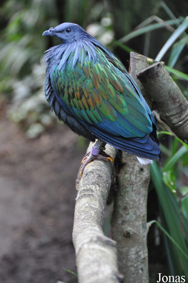 Durrell Wildlife Conservation Trust