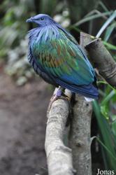 Durrell Wildlife Conservation Trust
