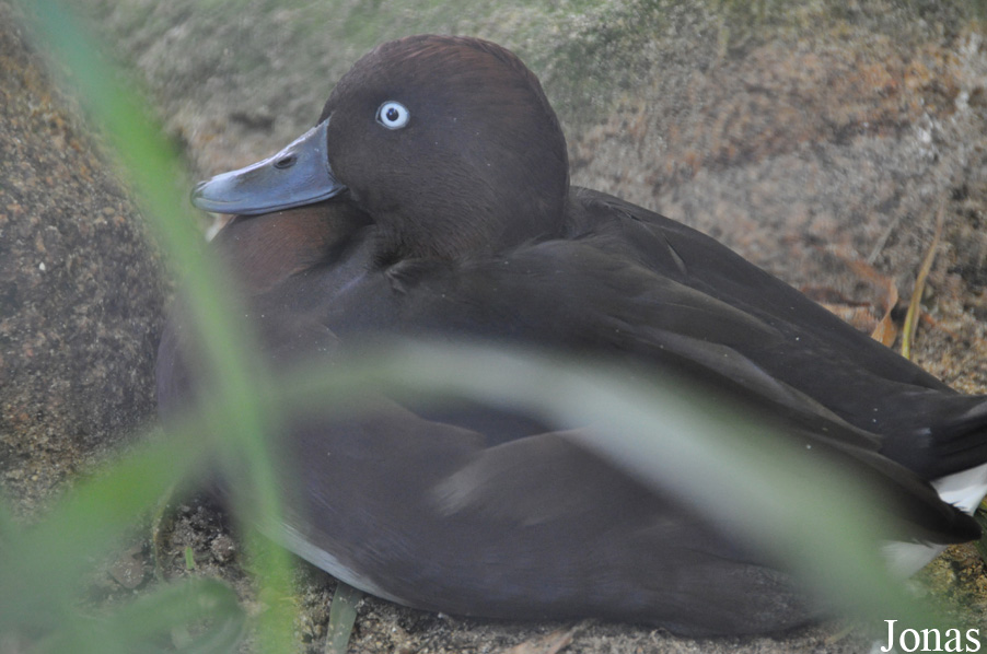 Durrell Wildlife Conservation Trust
