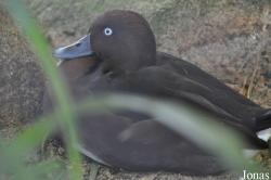 Durrell Wildlife Conservation Trust