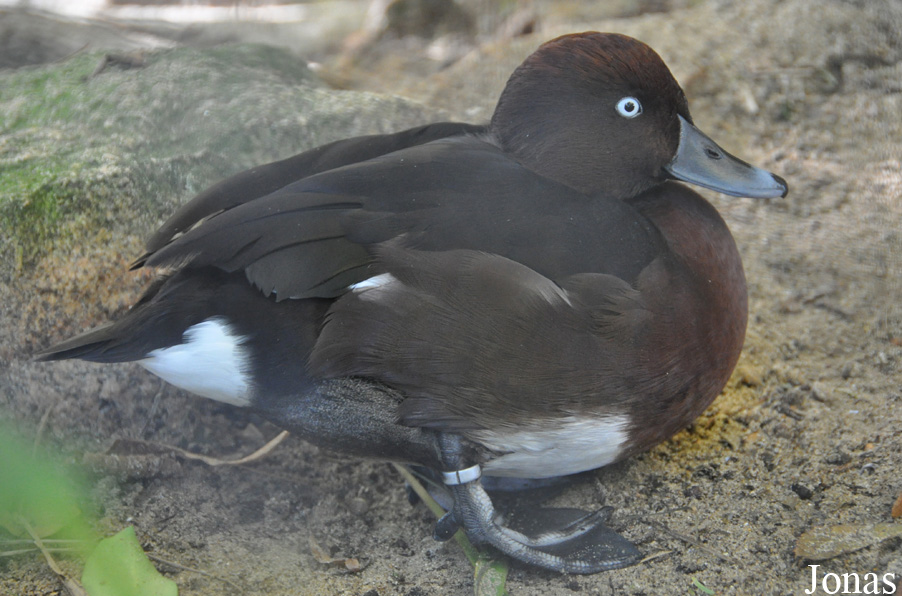 Durrell Wildlife Conservation Trust