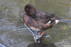 Durrell Wildlife Conservation Trust