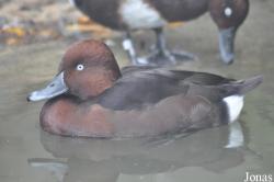 Durrell Wildlife Conservation Trust