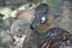 Durrell Wildlife Conservation Trust
