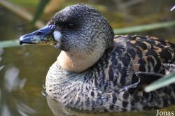 Durrell Wildlife Conservation Trust