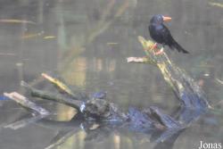 Durrell Wildlife Conservation Trust