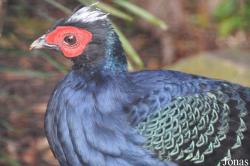 Durrell Wildlife Conservation Trust