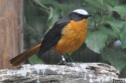 Durrell Wildlife Conservation Trust