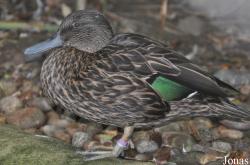 Durrell Wildlife Conservation Trust