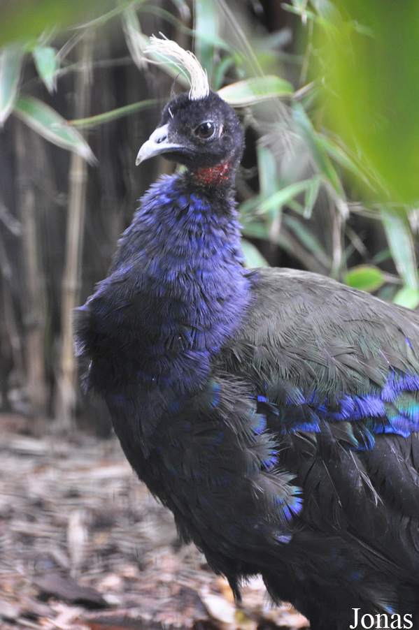 Durrell Wildlife Conservation Trust