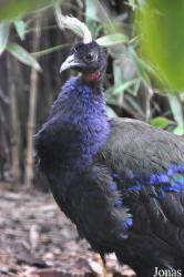 Durrell Wildlife Conservation Trust