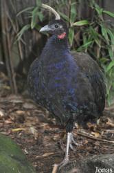 Durrell Wildlife Conservation Trust