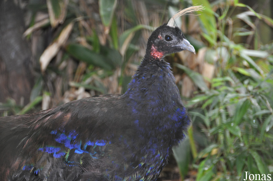 Durrell Wildlife Conservation Trust