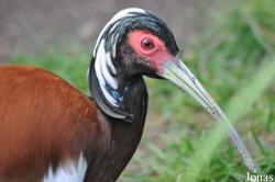 Durrell Wildlife Conservation Trust