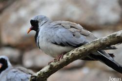 Durrell Wildlife Conservation Trust