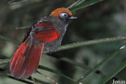Durrell Wildlife Conservation Trust