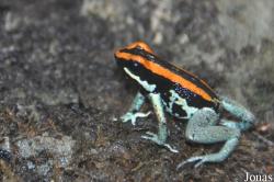 Phyllobates vittatus