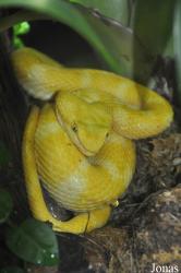 Durrell Wildlife Conservation Trust