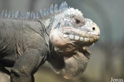 Iguana delicatissima