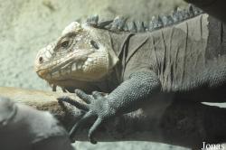 Durrell Wildlife Conservation Trust