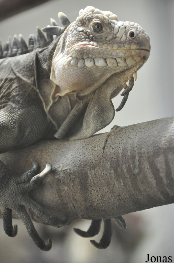 Durrell Wildlife Conservation Trust