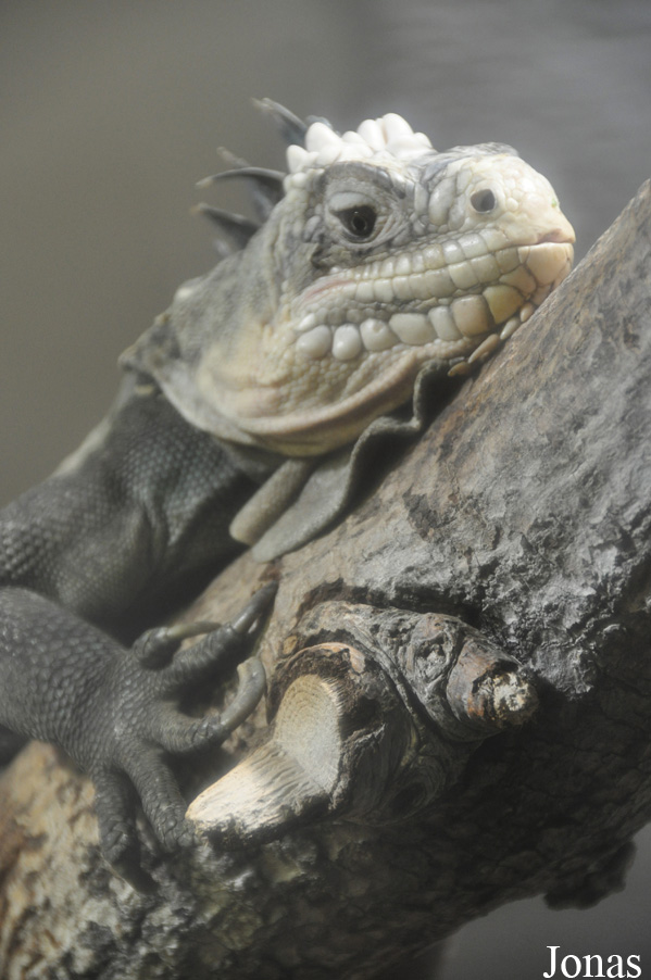 Durrell Wildlife Conservation Trust