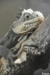 Durrell Wildlife Conservation Trust