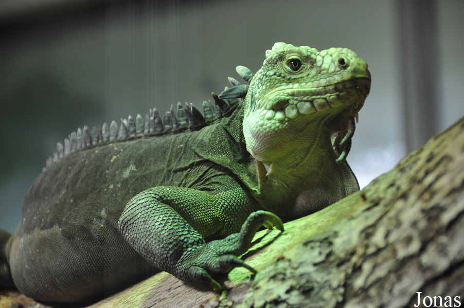 Durrell Wildlife Conservation Trust