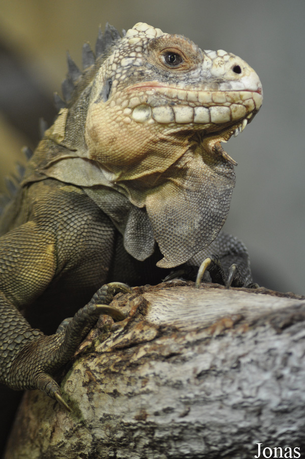 Durrell Wildlife Conservation Trust