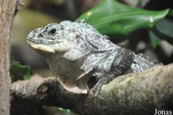 Durrell Wildlife Conservation Trust
