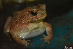 Ingerophrynus galeatus