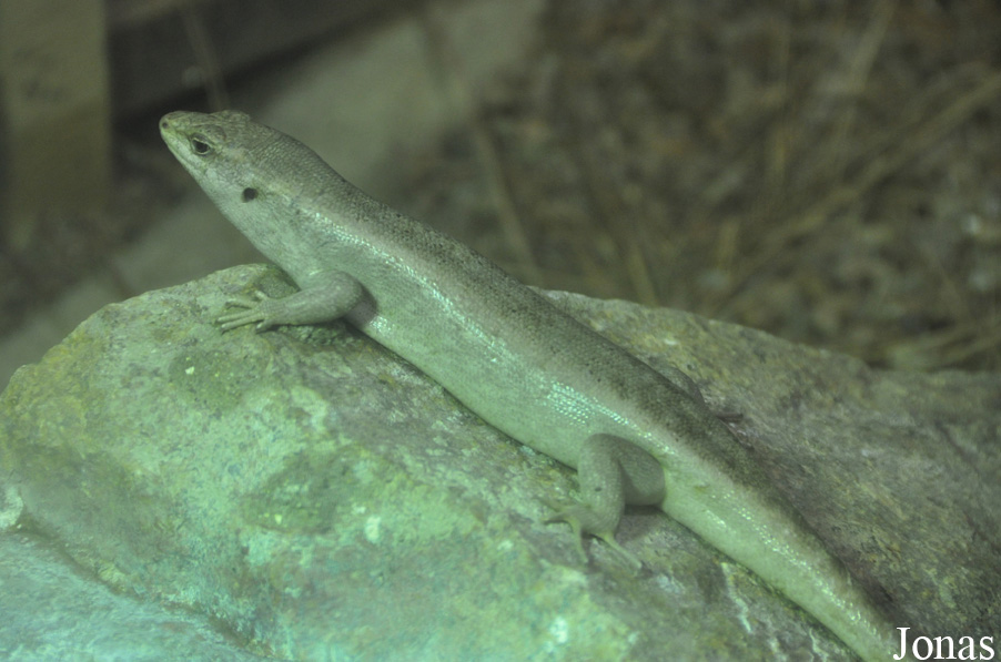 Durrell Wildlife Conservation Trust