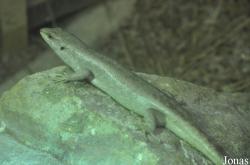 Durrell Wildlife Conservation Trust