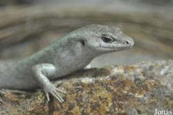 Leiolopisma telfairii