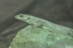 Durrell Wildlife Conservation Trust