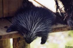 Zoo d'Amnéville