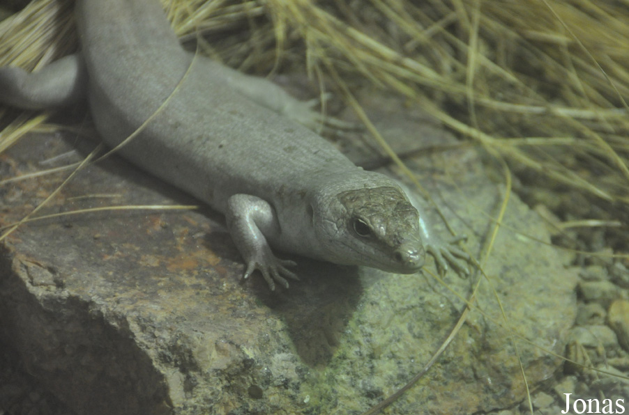 Durrell Wildlife Conservation Trust