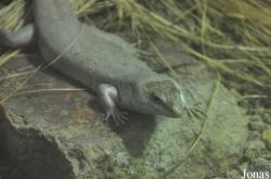 Durrell Wildlife Conservation Trust