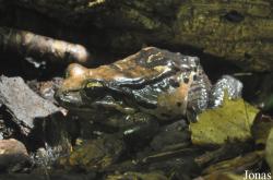 Durrell Wildlife Conservation Trust