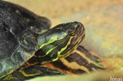 Trachemys decorata